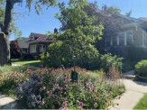 rain garden