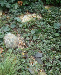 rain garden