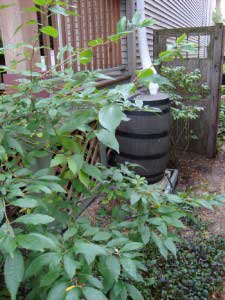 Rain Barrel